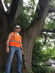SDOT Tree Crew Supervisor Joe Markovich works on Wedgwood's scarlet oak tree