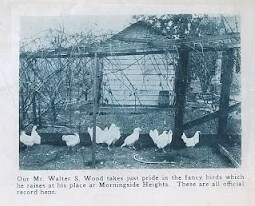 In a 1920s real estate brochure for the Morningside Heights development, the glories of raising ones' own chickens was advertised using Walter Wood's home as an example.
