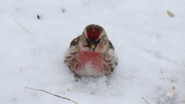 Count me in for the GBBC!