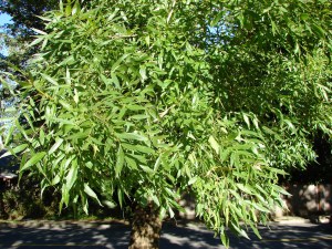 Flame Ash leaves in clusters.