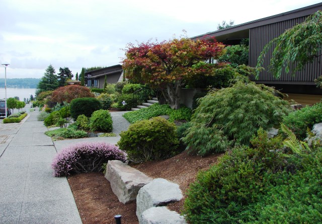 The first houses built in Inverness in 1954 were on NE 85th Street, with views of Lake Washington to the northeast. The backyards of these houses look south over the Sand Point Country Club golf course.