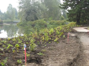 Landscaping with hundreds of trees and native plants will line the banks of Meadowbrook Pond where it has been enlarged at its northwest corner. 