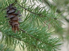 Douglas Fir branch