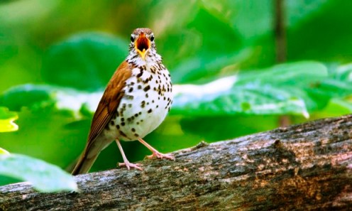 Don't forget to count me!  Photo of wood thrush by William Leaman/Alamy.