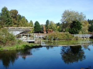 In 2013 this enlargement of Meadowbrook Pond was created to increase its capacity for holding and filtering water.  The summer 2014 creek channel and culvert work is the third and final phase of improvements.