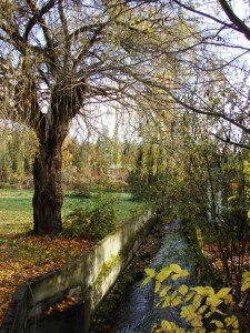 On the east side of 35th Ave NE at NE 107th Street, this willow tree is all that remains on the site of a former house, torn down to create a flood plain for the creek in 2014.