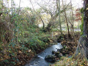 The vegetation-choked channel of the South Fork of Thornton Creek flows eastward into a culvert under 35th Ave NE.  In the summer 2014 Confluence Project, the channel will be enlarged and new culverts put in under 35th Ave NE.