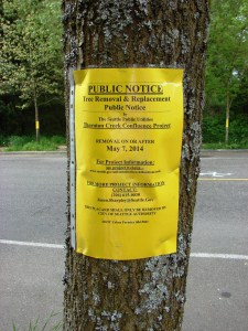 In summer 2014 work will be done to enlarge the capacity for water at the point of NE 107th Street where the South Fork of Thornton Creek crosses under 35th Ave NE.  Some tree removal will be required to create more space for the creek channel.