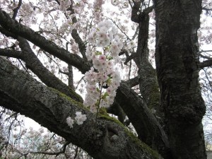 In April 2014 the Horinji Janpanese Flowering Cherry Tree at Montlake was covered in blossoms.  Photo courtesy of Arthur Lee Jacobson on Montlake.net