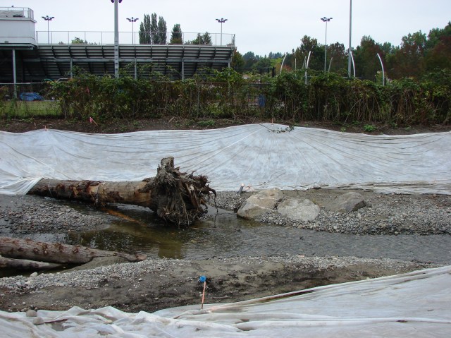 The South Branch of Thornton Creek flows eastward parallel to Nathan Hale High School and its athletic fields.  Here we see new engineered log structures and rock weirs which improve habitat for fish and help move sediment along.  The tarp areas will remain covered until new trees and ground cover can be planted, scheduled for Autumn 2014.
