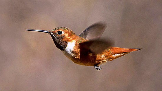 Rufous Hummingbird by Lois Manowitz via Birdshare