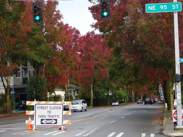 Flame ash trees line 35th Ave NE through the Wedgwood and Meadowbrook neighborhoods.  Road closure signs at NE 95th and 110th Streets warn drivers that there is no through traffic during construction at The Confluence.