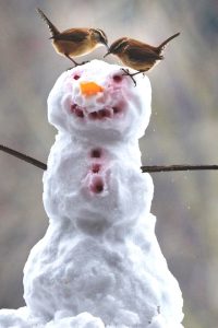 Count us, please, for the GBBC!