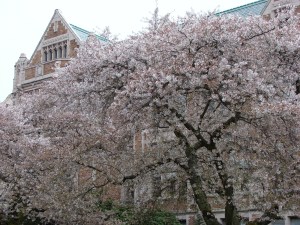 The AYPE laid the architectural and landscaping foundation for today's beautiful campus of the University of Washington in Seattle. Yoshino cherry trees in bloom on the Quad in spring 2015.