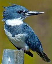Belted Kingfisher, male of the species. Photo by Brian E Kushner via Birdshare