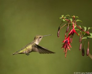 Hummingbird by Larry Hubbell August 2015 exhibit