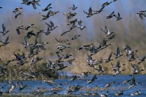 Migratory Birds USFWS photo