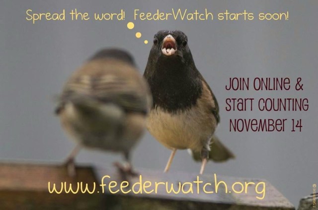 Project FeederWatch 2015