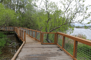 The Yesler Swamp Boardwalk is a highly accessible route through the restoration area on Union Bay.