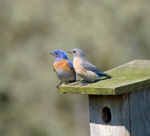 Don't forget to count me for GBBC!