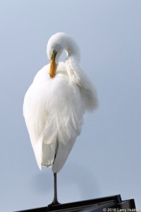 Great Egret photographed by Larry Hubbell at Portage Bay in northeast Seattle.