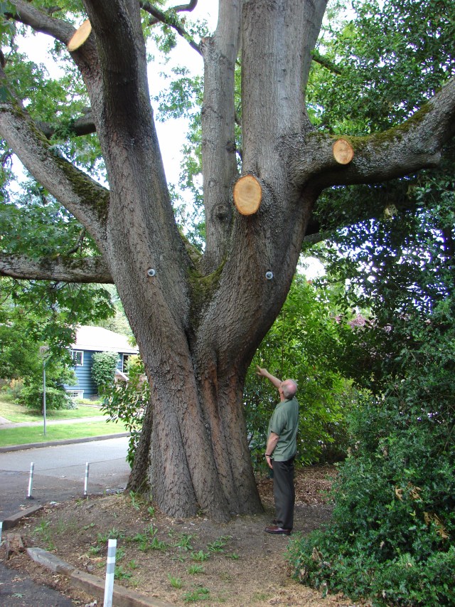 Scarlet oak showing side limb trim.July 10 2016