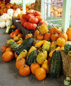 pumpkins-at-hunter-tree-farm-in-wedgwood-2014