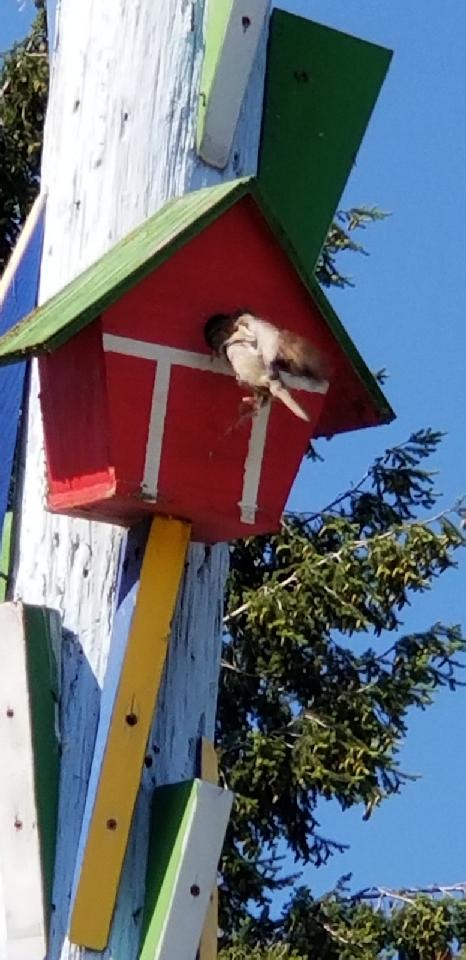 Birdhouse 2 at Hunters.July 2020