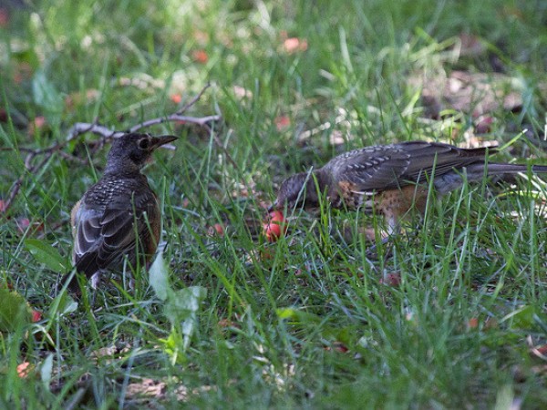 robins feasting on fruit